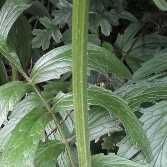 Valeriana officinalis Rinde