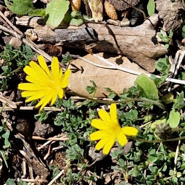 Crepis micrantha Цветок