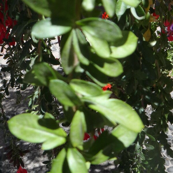 Cantua buxifolia Blatt