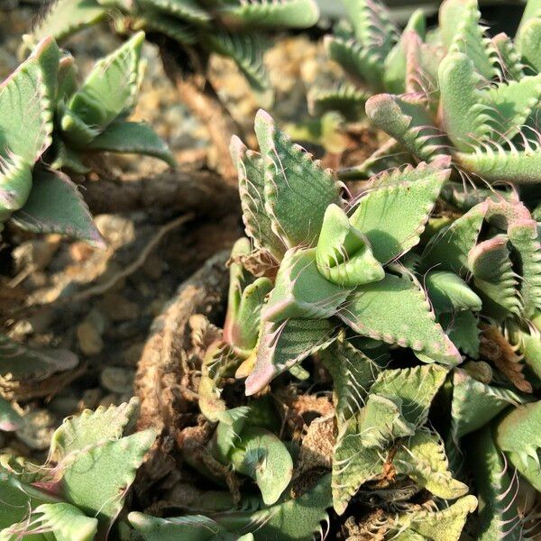 Faucaria tigrina Habitus