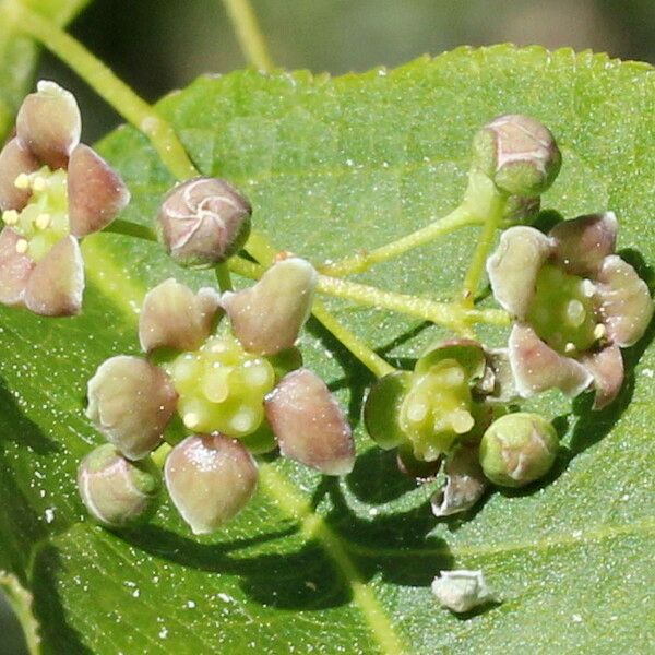 Euonymus latifolius Vaisius