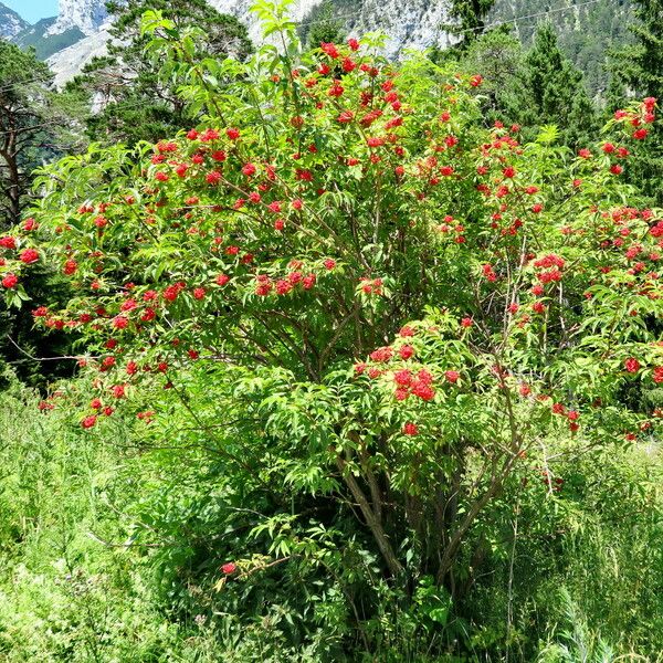 Sambucus racemosa Alkat (teljes növény)