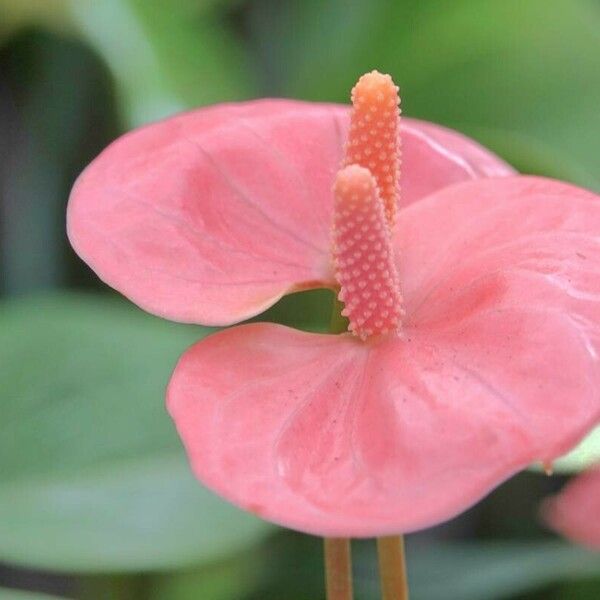 Anthurium scherzerianum Flower