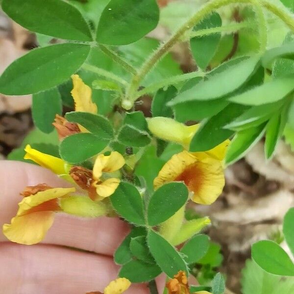 Chamaecytisus hirsutus Blomst