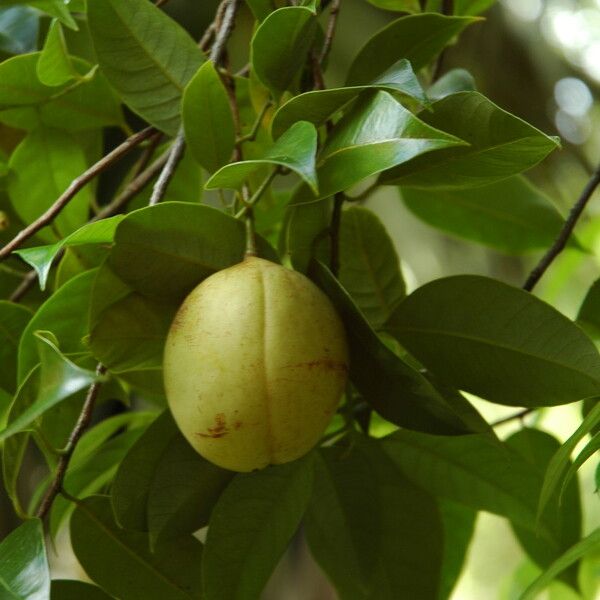 Myristica fragrans Fruit