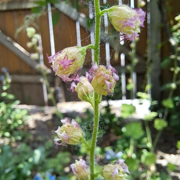 Tellima grandiflora Floare