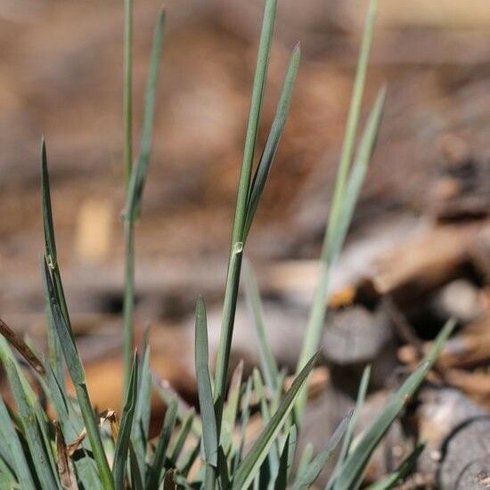 Poa bolanderi Hàbitat