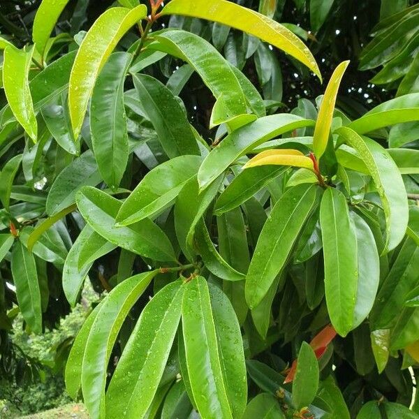 Garcinia atroviridis Leaf