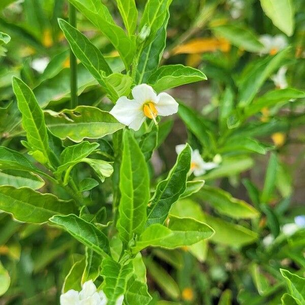 Solanum pseudocapsicum Λουλούδι