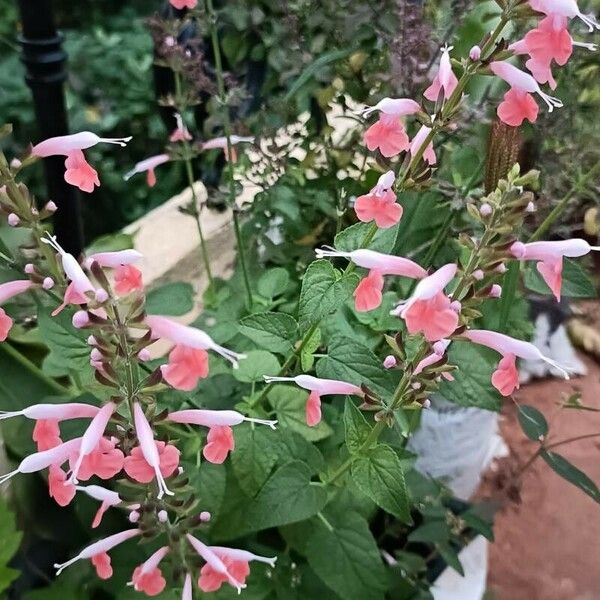 Salvia coccinea 花