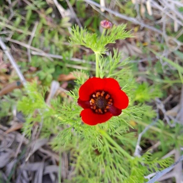 Adonis annua Floro