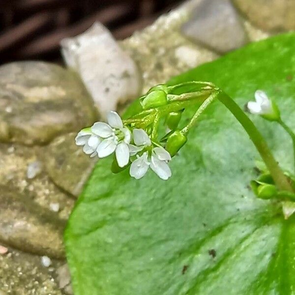 Claytonia perfoliata Flower