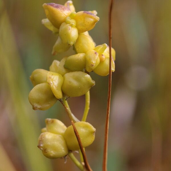 Scheuchzeria palustris Gyümölcs