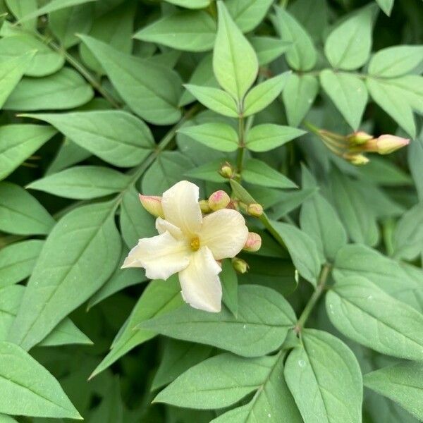 Jasminum officinale Flower