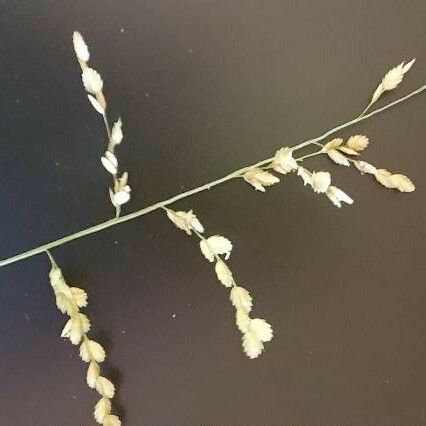 Eragrostis superba Virág