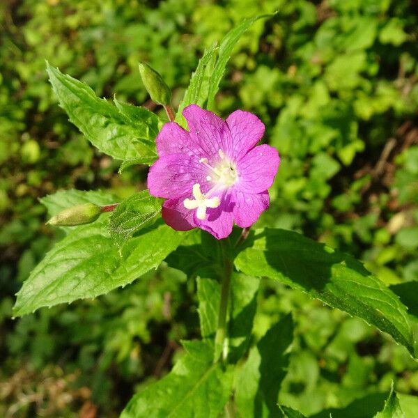 Epilobium hirsutum Blomst