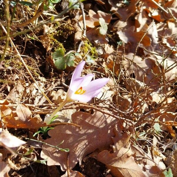 Crocus versicolor 花