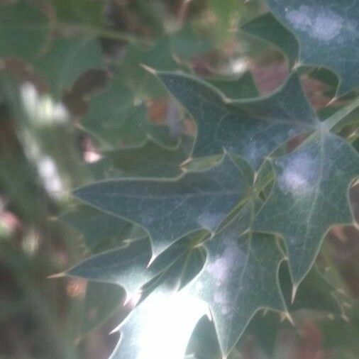 Berberis haematocarpa Fuelha