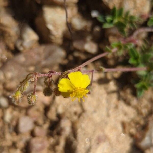 Helianthemum oelandicum Kwiat