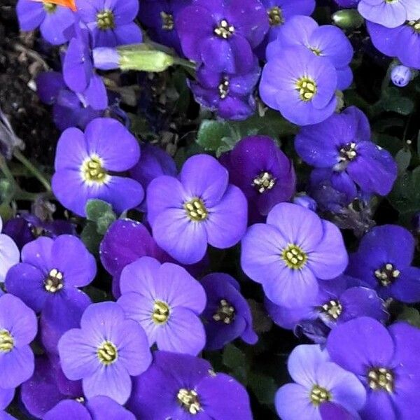 Aubrieta deltoidea Flor