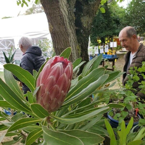 Protea cynaroides Flower