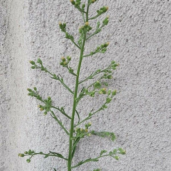 Erigeron sumatrensis പുഷ്പം