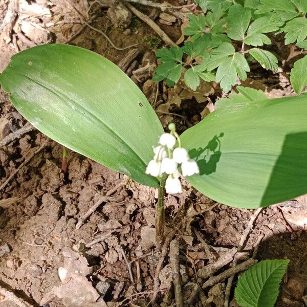 Convallaria majalis عادت داشتن