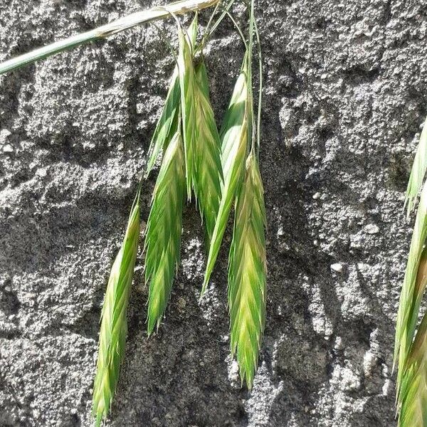 Bromus catharticus Flower