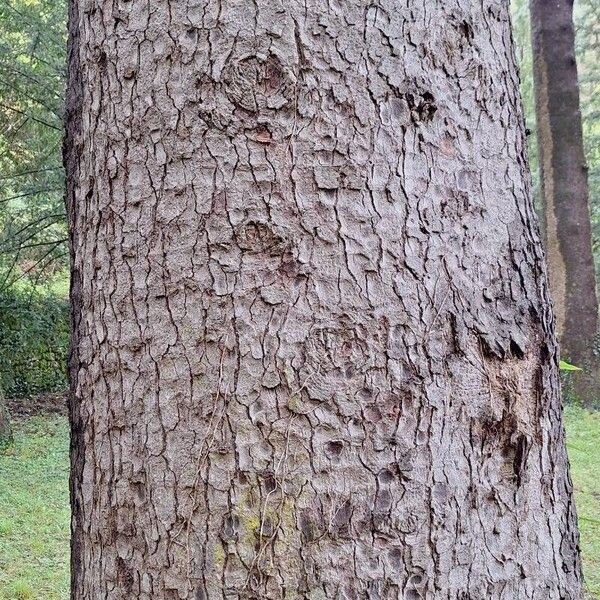 Abies cephalonica Bark