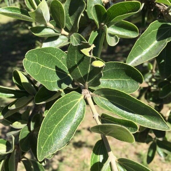 Strychnos madagascariensis Blad