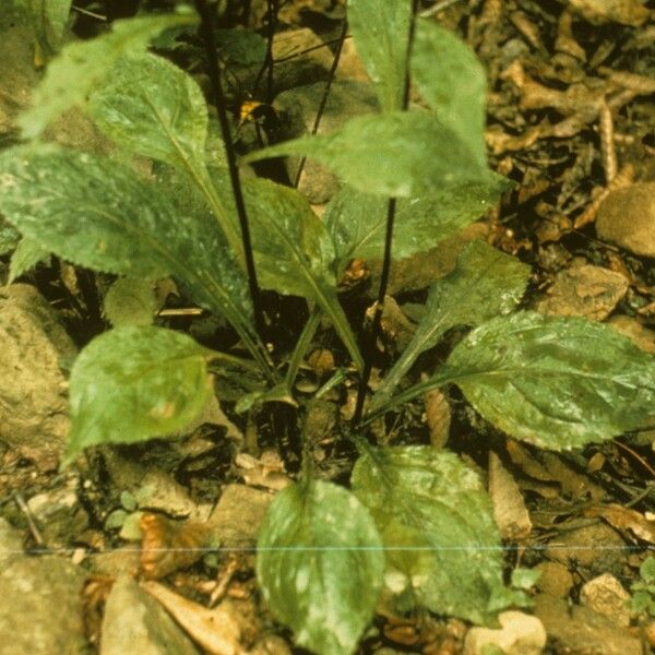 Solidago arguta Habit