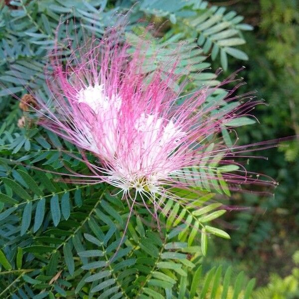 Calliandra surinamensis फूल