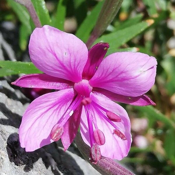 Epilobium dodonaei Blüte