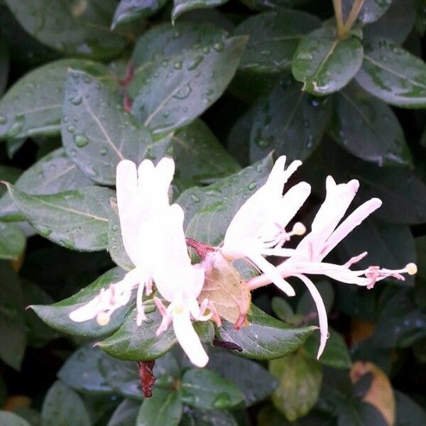 Lonicera japonica Flor