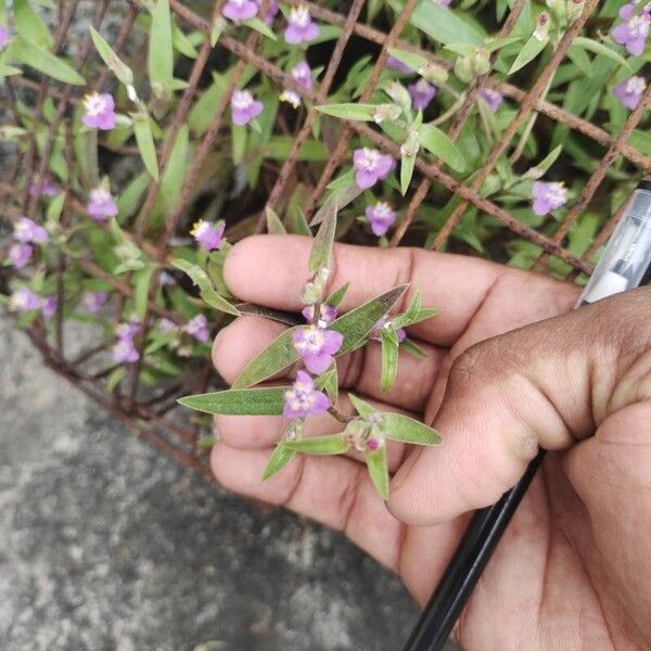 Cyanotis axillaris Flor