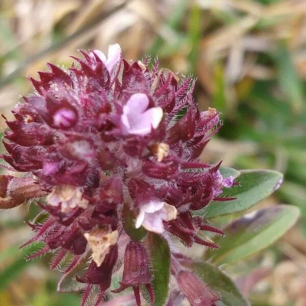 Thymus pulegioides Flower