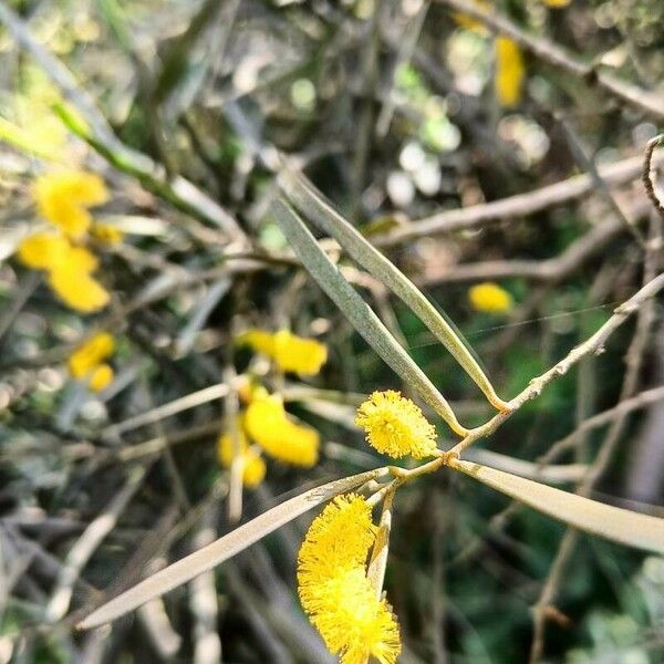 Acacia doratoxylon List