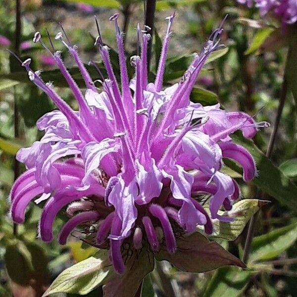 Monarda fistulosa 花