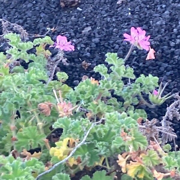 Pelargonium capitatum Flor