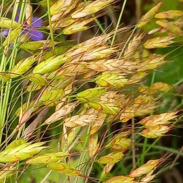 Bromus secalinus Кветка