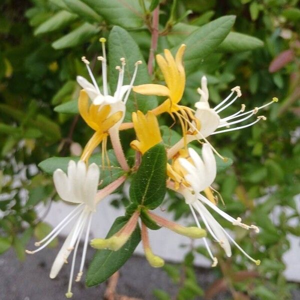 Lonicera japonica Flower