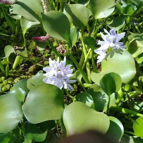 Pontederia crassipes Квітка