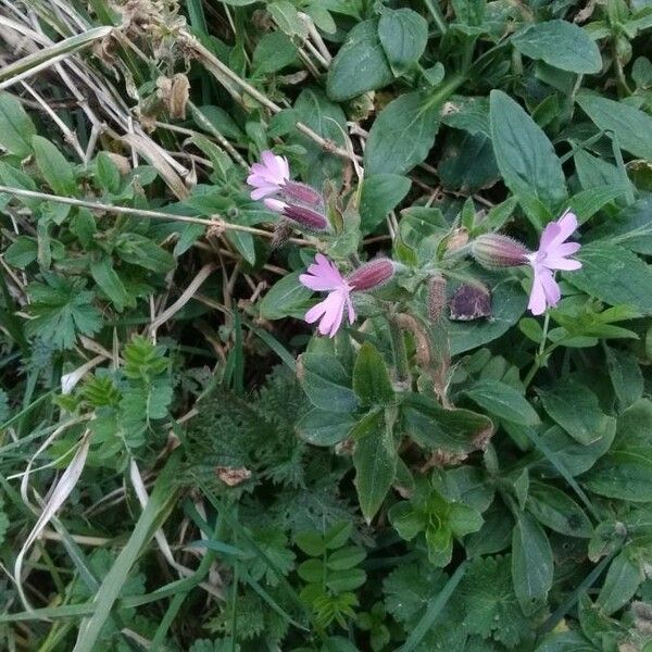 Silene dioica Çiçek