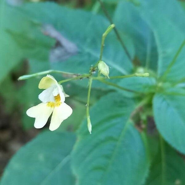 Impatiens parviflora Blomma