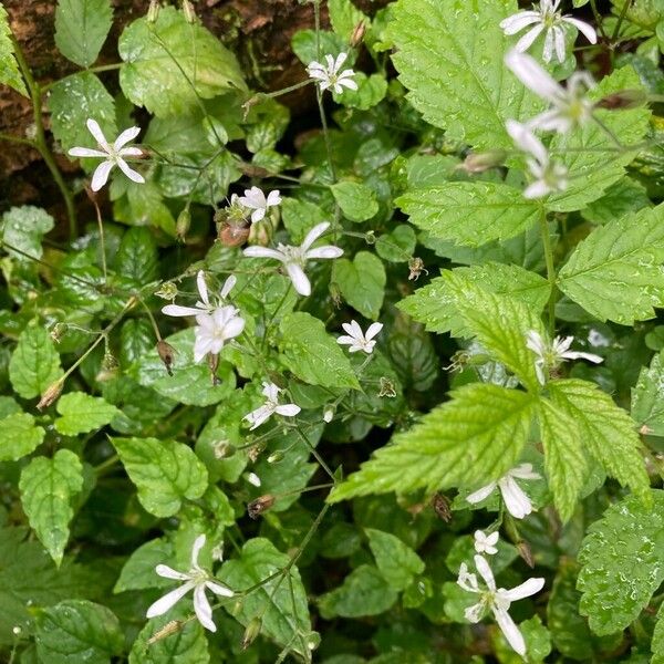 Stellaria nemorum Habit