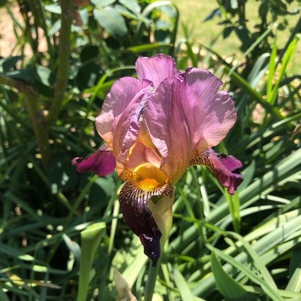 Iris × germanica Bloem