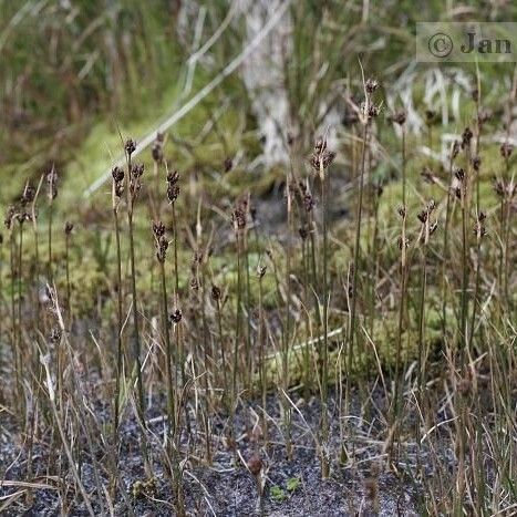 Juncus castaneus عادت داشتن