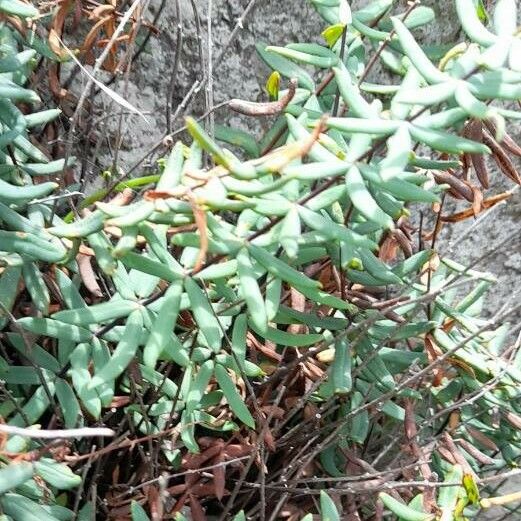Pellaea ternifolia आदत