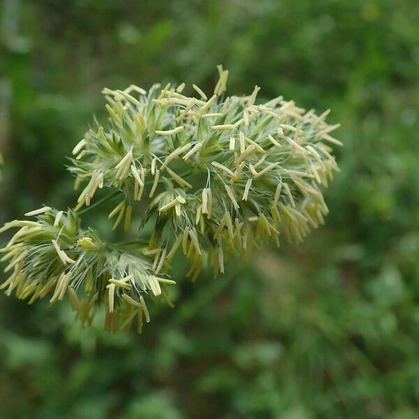 Dactylis glomerata Кветка