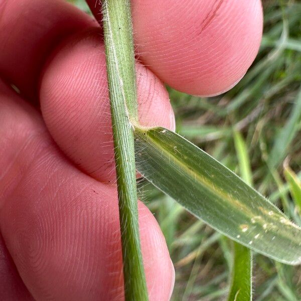 Urochloa eminii Leht